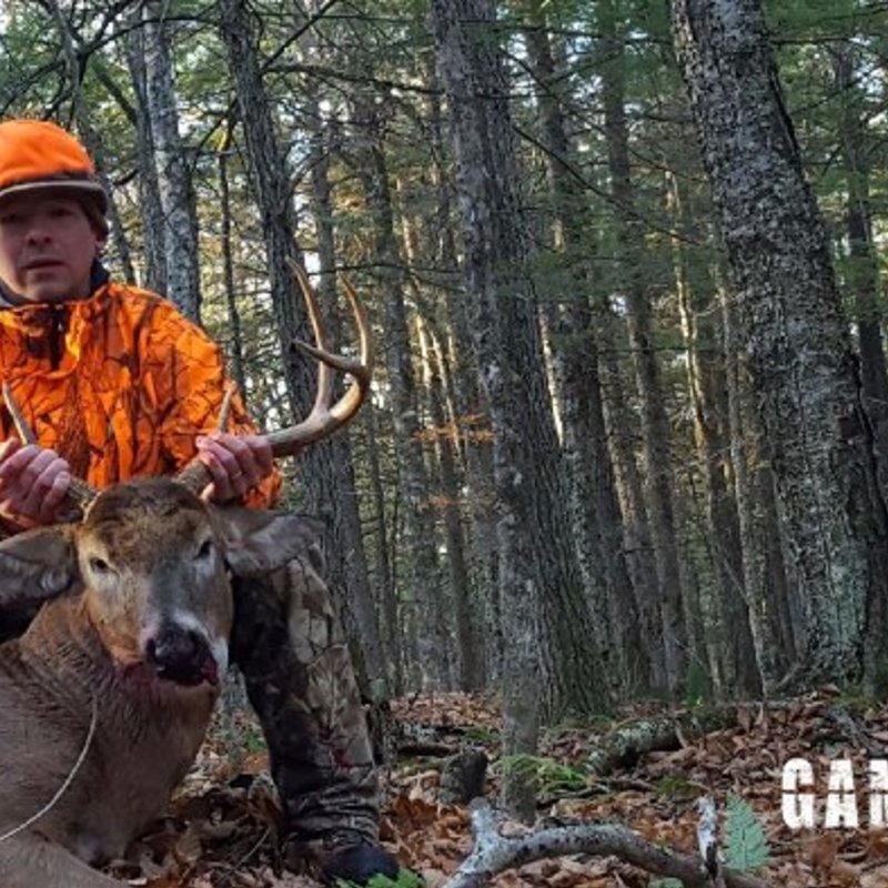 deer harvest by Ross Turcotte