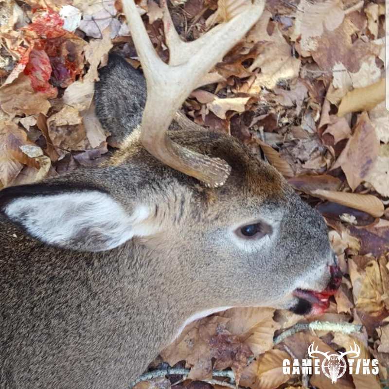 deer harvest by Andrew Gibbs