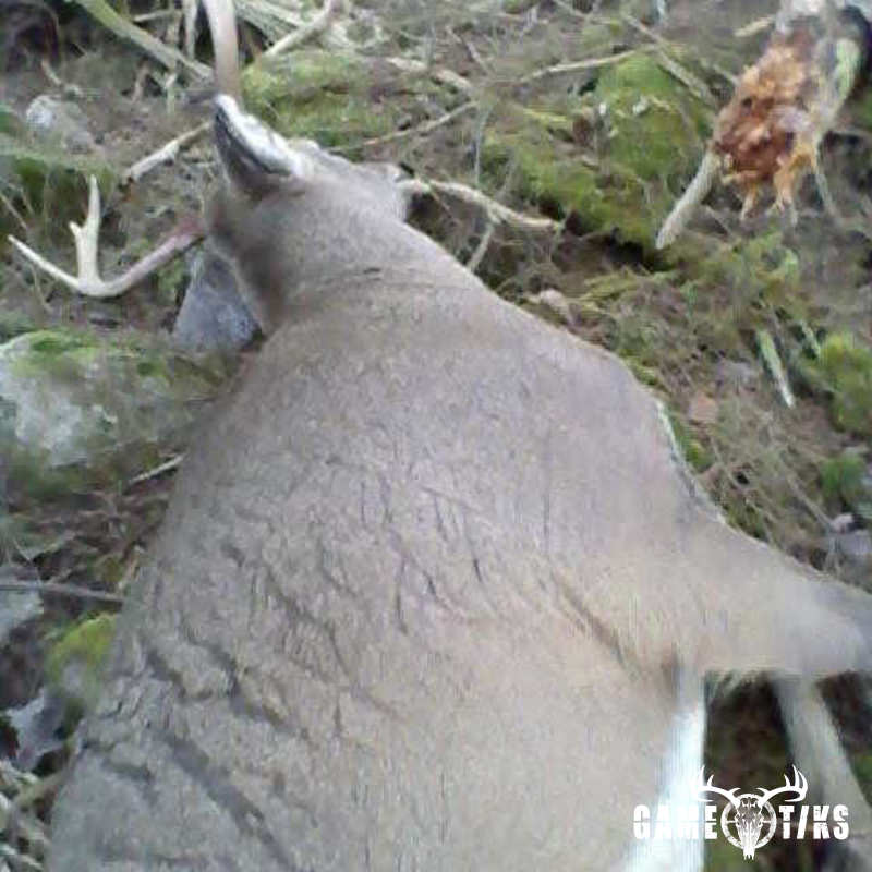 deer harvest by Jeff Cash