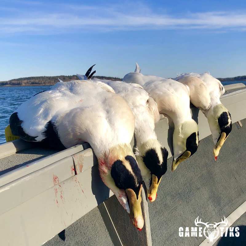waterfowl harvest by Bold Coast Outfitters