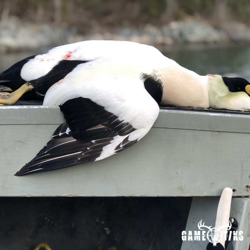 waterfowl harvest by Bold Coast Outfitters