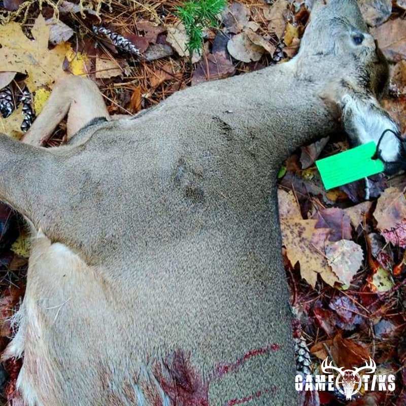 deer harvest by Jeff Cash