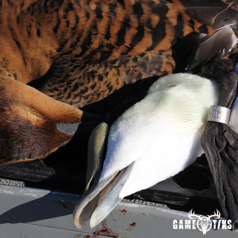 waterfowl harvest by Bold Coast Outfitters