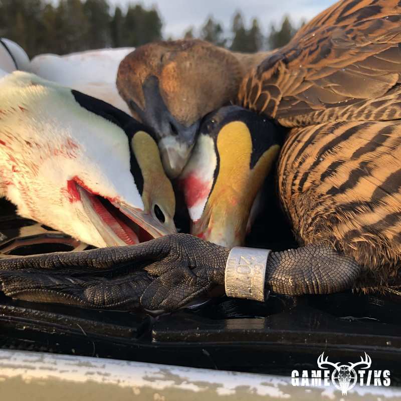 waterfowl harvest by Bold Coast Outfitters