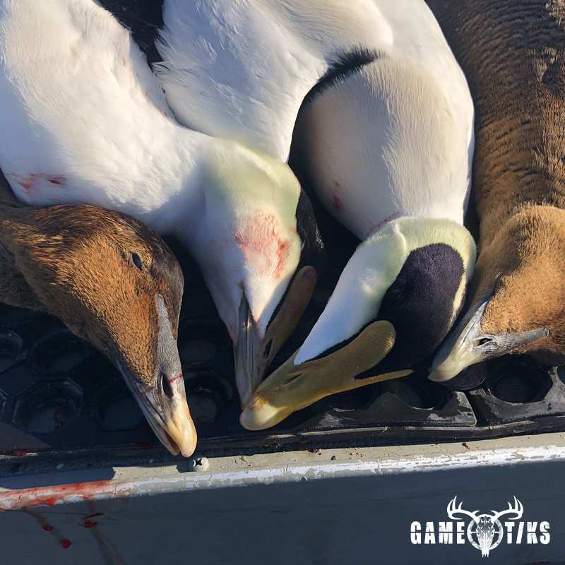 waterfowl harvest by Bold Coast Outfitters