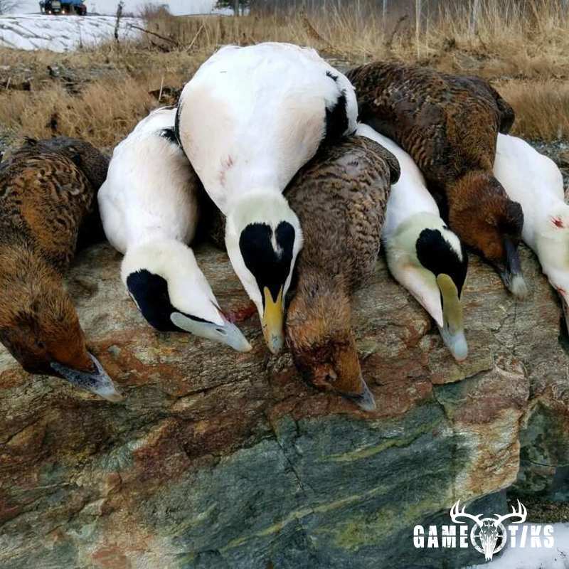 waterfowl harvest by Bold Coast Outfitters