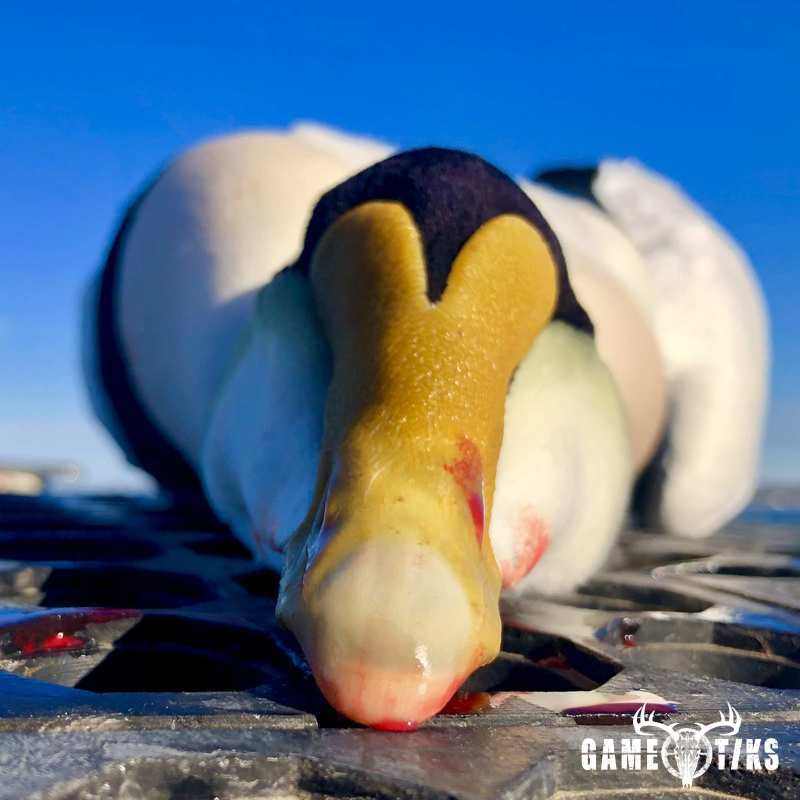 waterfowl harvest by Bold Coast Outfitters