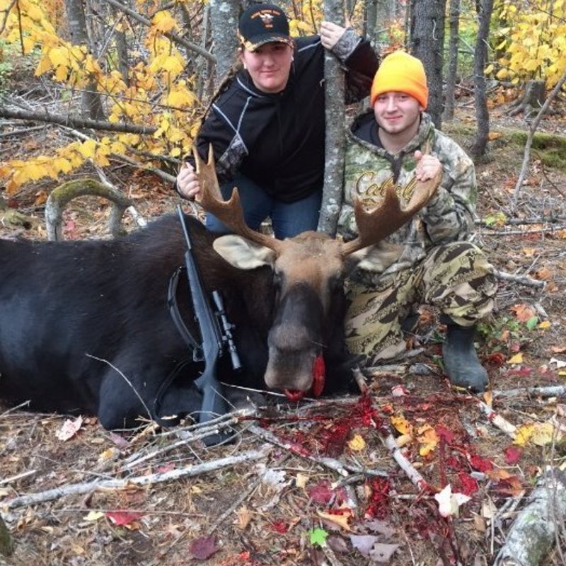 moose harvest by Stephen Gilman