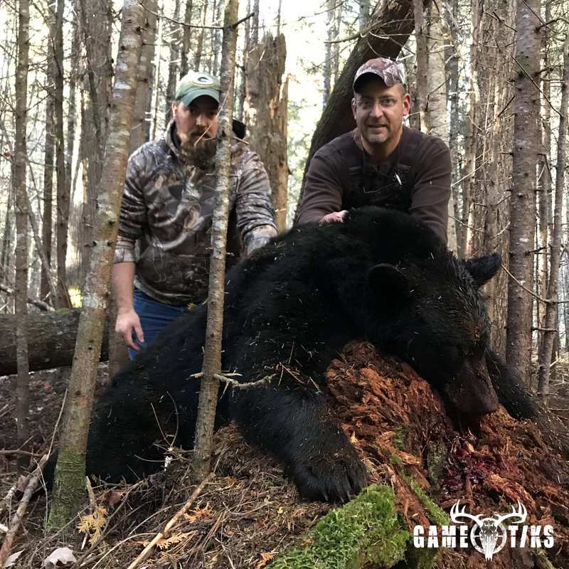 bear harvest by Dudley Brook Guide Service