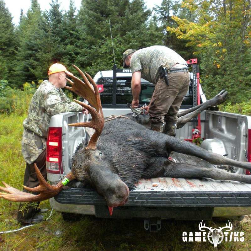 moose harvest by Dudley Brook Guide Service