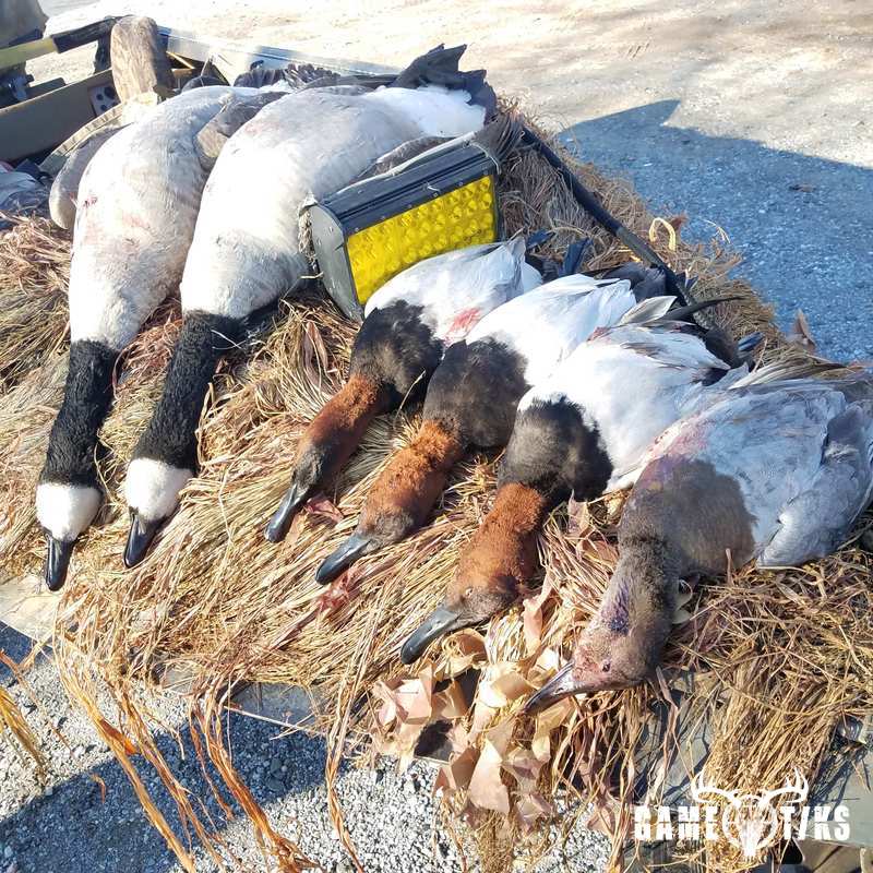 waterfowl harvest by The RiverRats Waterfowl Hunting
