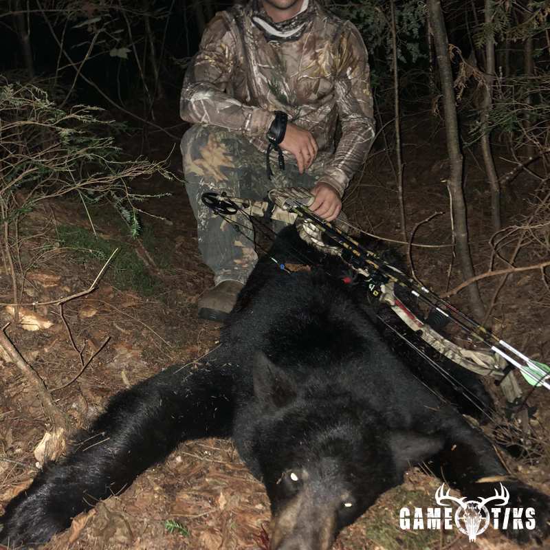 bear