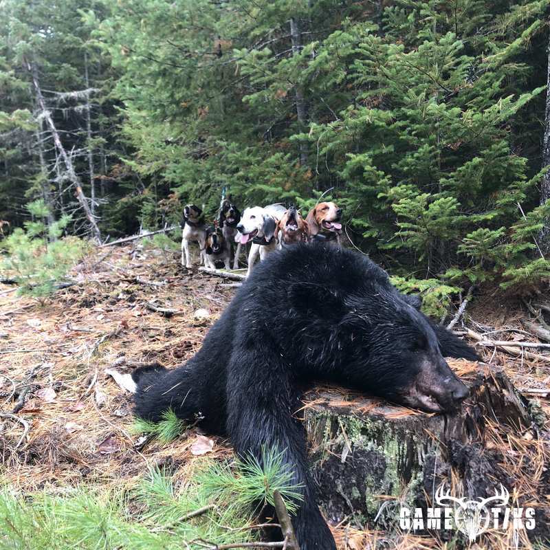 bear harvest by Briar Run