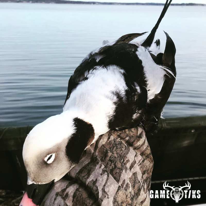 waterfowl harvest by Maine Experience Guide Service