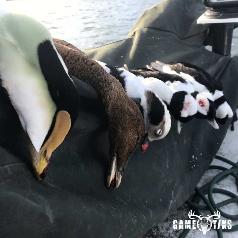 waterfowl harvest by Maine Experience Guide Service