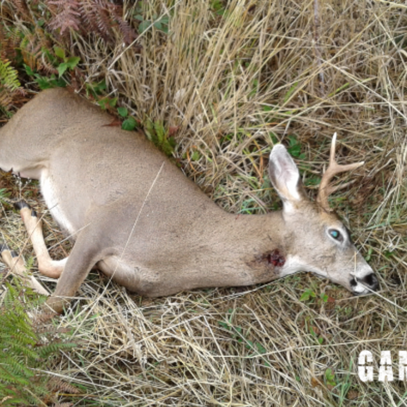 deer harvest by Thad Ballard