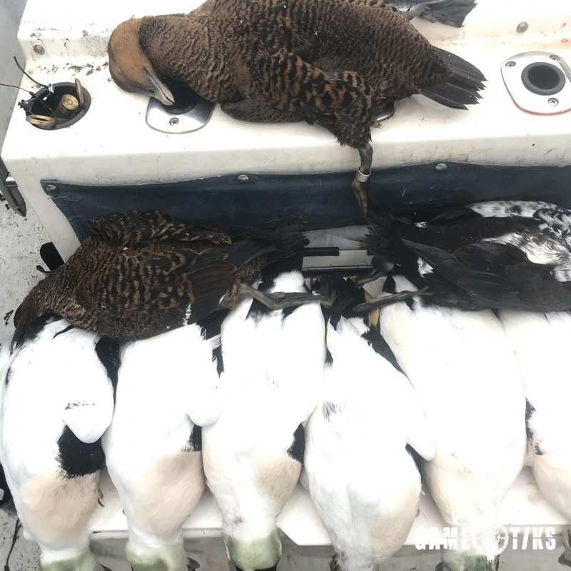 waterfowl harvest by Maine Experience Guide Service