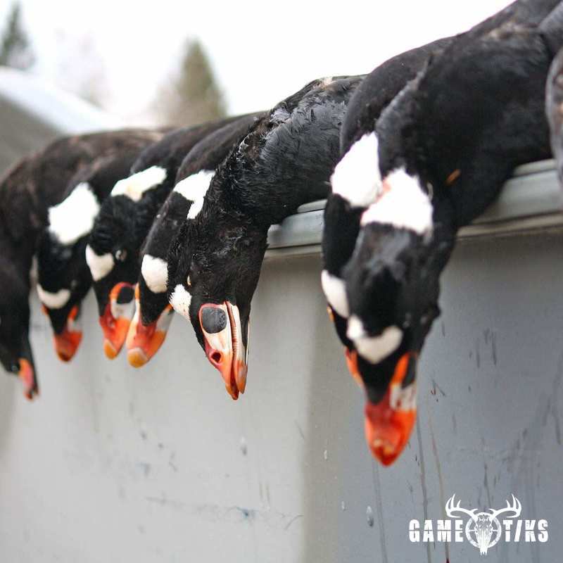 waterfowl harvest by Bold Coast Outfitters