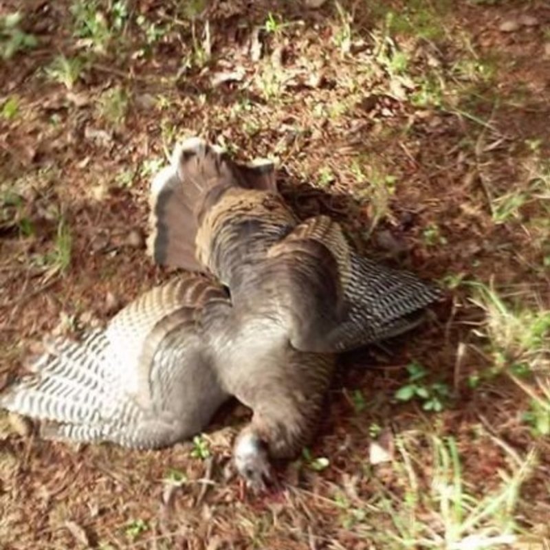 turkey harvest by Thad Ballard