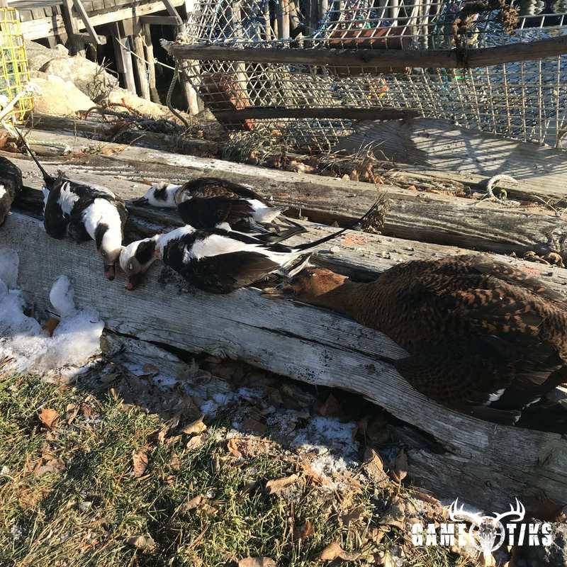 waterfowl harvest by Maine Experience Guide Service