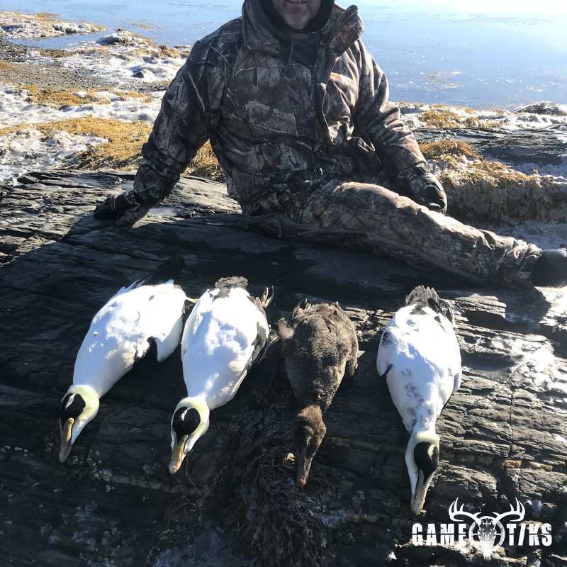 waterfowl harvest by Maine Experience Guide Service
