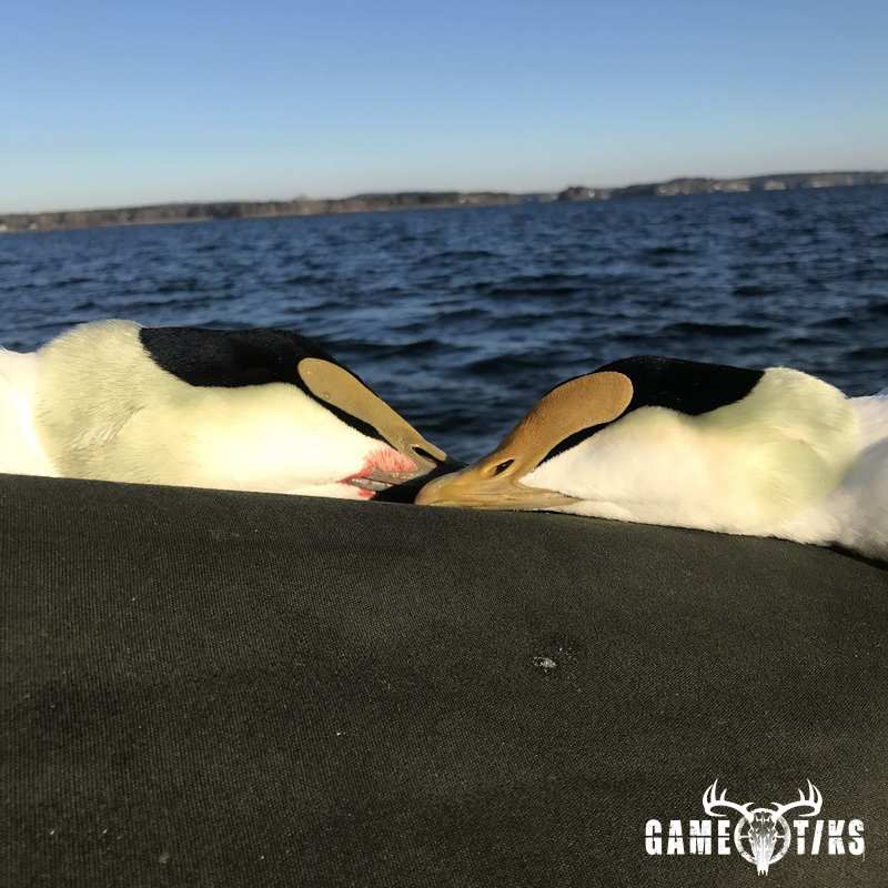 waterfowl harvest by Maine Experience Guide Service
