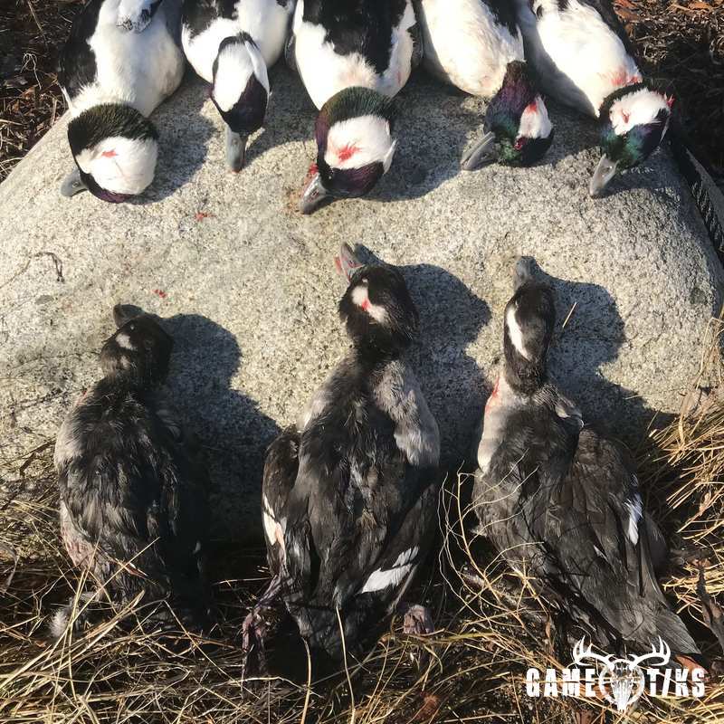 waterfowl harvest by Maine Experience Guide Service