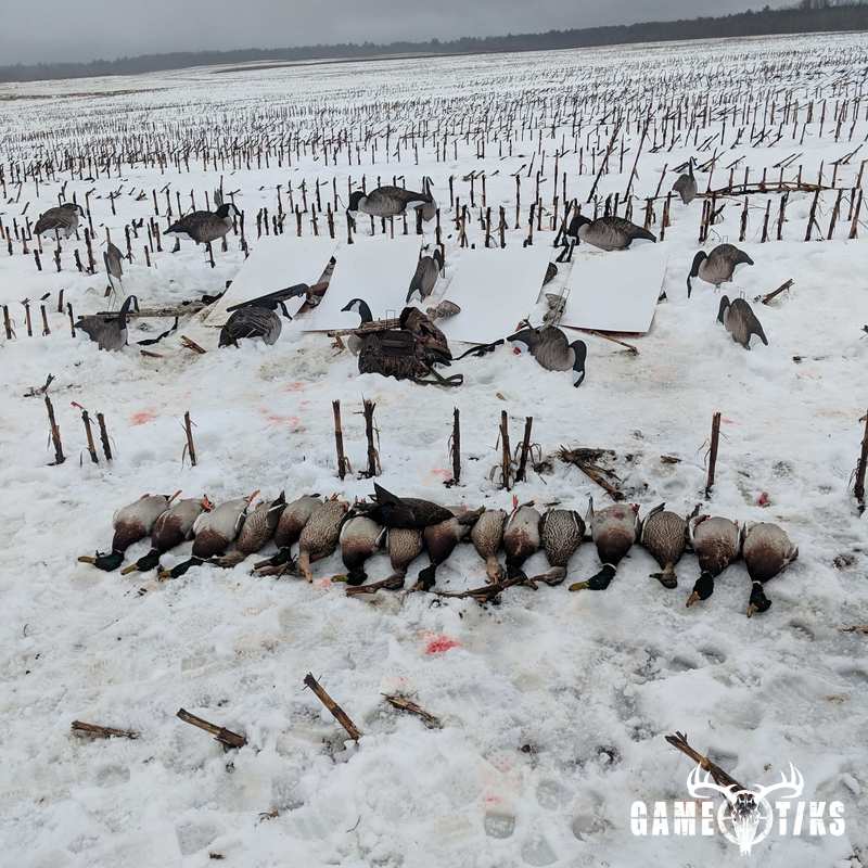 waterfowl harvest by Jonathan Curran