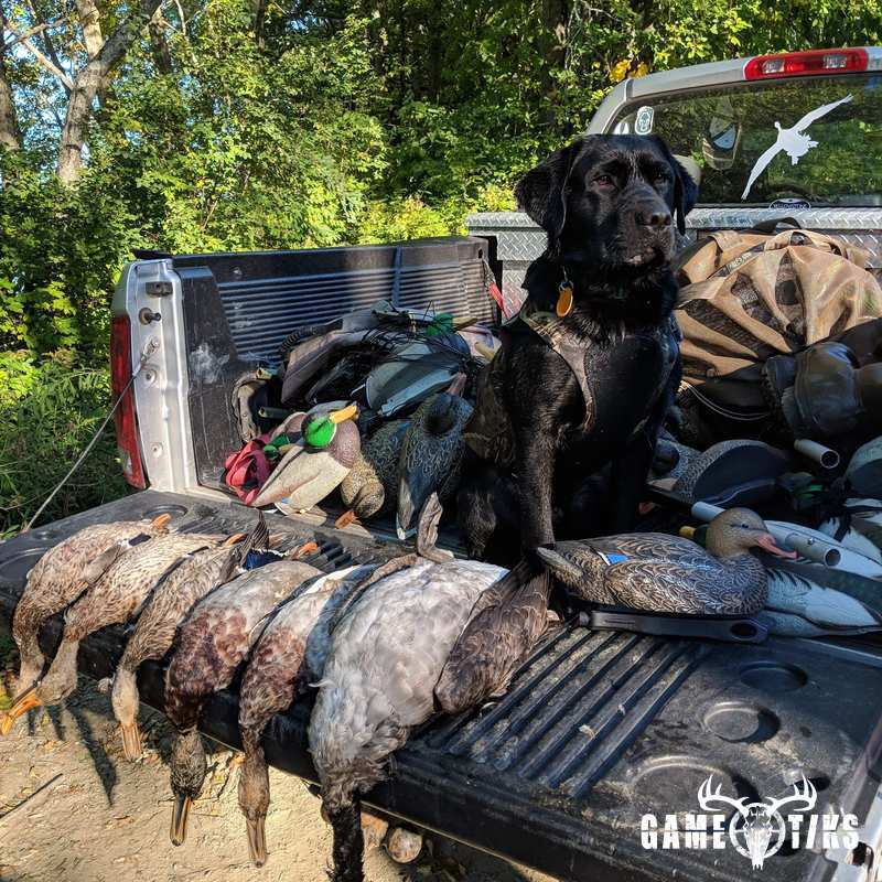 waterfowl harvest by Jonathan Curran