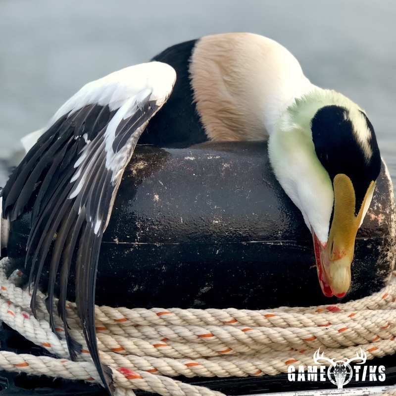 waterfowl harvest by Bold Coast Outfitters