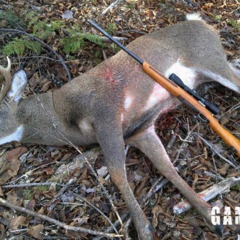 deer harvest by Thomas Beckum