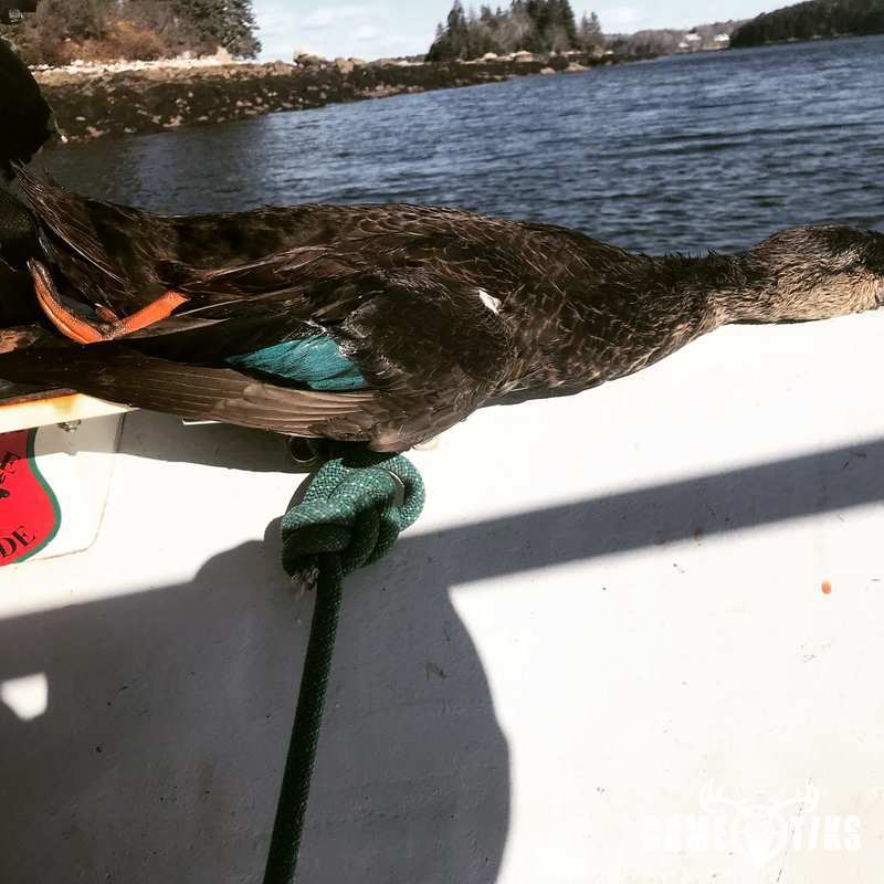 waterfowl harvest by Maine Experience Guide Service