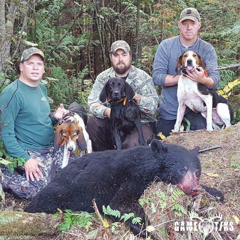 bear harvest by Dudley Brook Guide Service