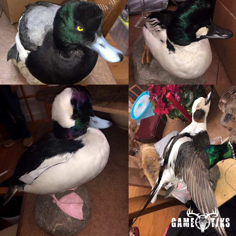 waterfowl harvest by Maine Experience Guide Service