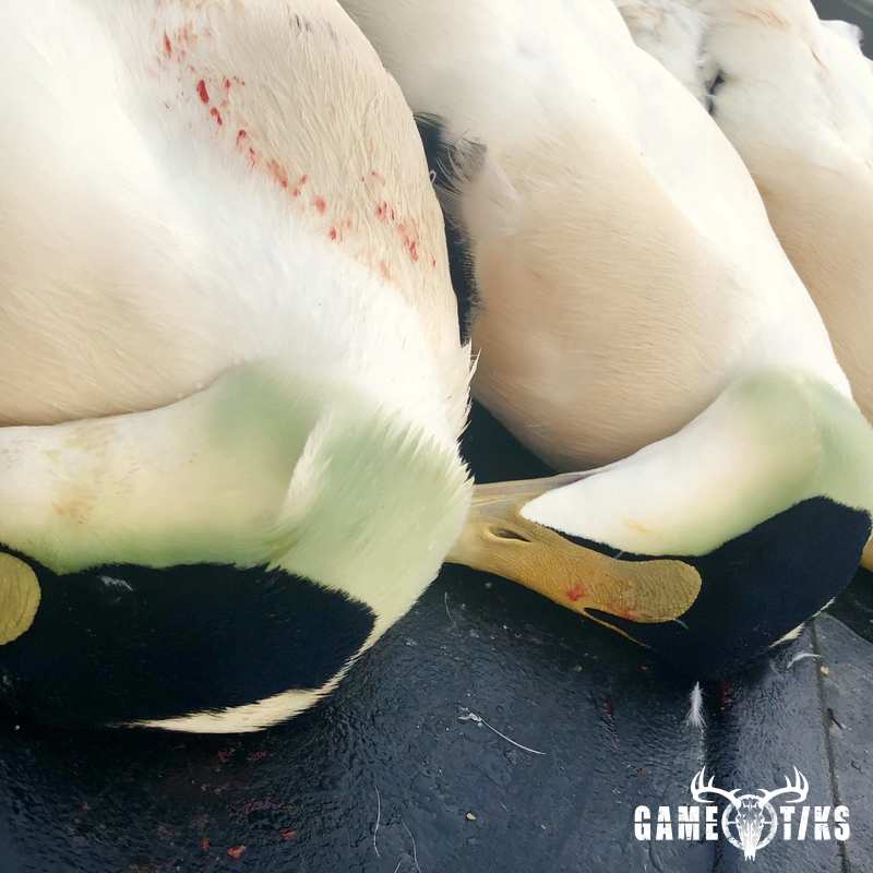 waterfowl harvest by Bold Coast Outfitters