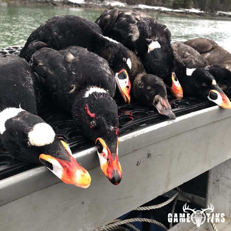 waterfowl harvest by Bold Coast Outfitters