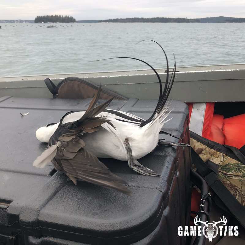 waterfowl harvest by Bold Coast Outfitters