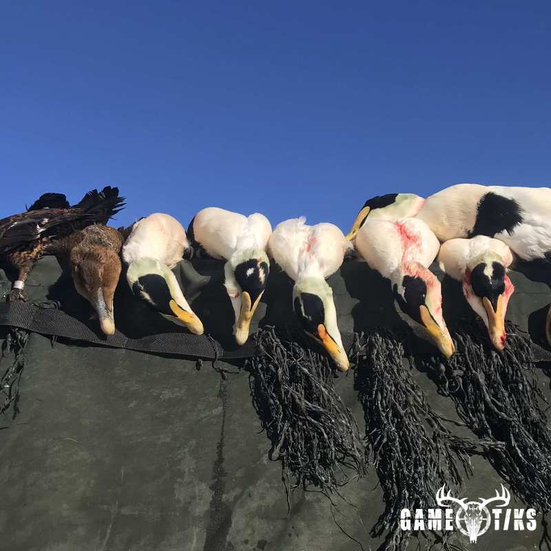 waterfowl harvest by Maine Experience Guide Service