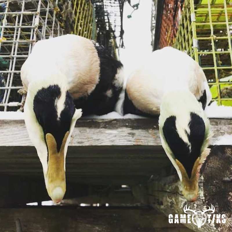waterfowl harvest by Maine Experience Guide Service