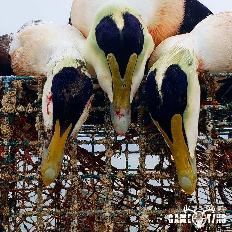 waterfowl harvest by Marsh River Outfitters