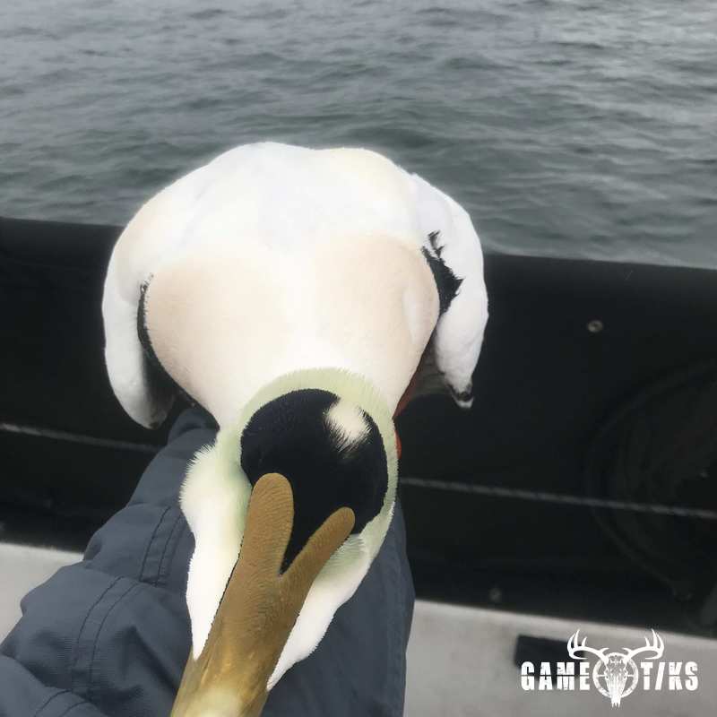 waterfowl harvest by Maine Experience Guide Service