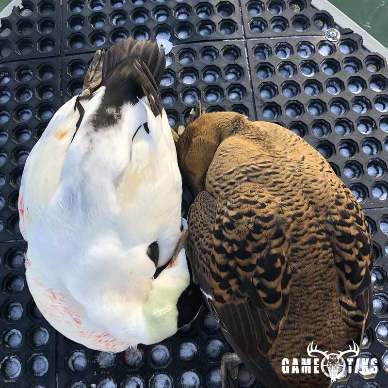 waterfowl harvest by Bold Coast Outfitters