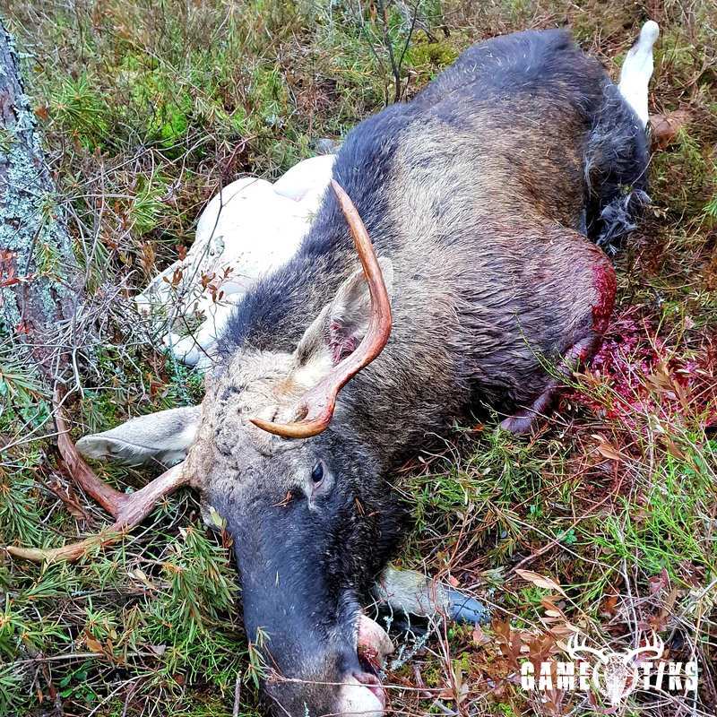 moose harvest by Isto Ojala