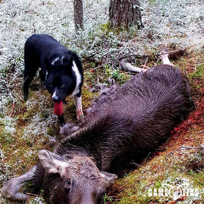 moose harvest by Isto Ojala