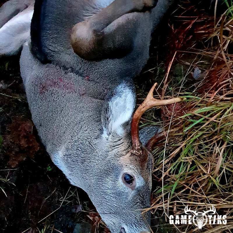 deer harvest by Isto Ojala