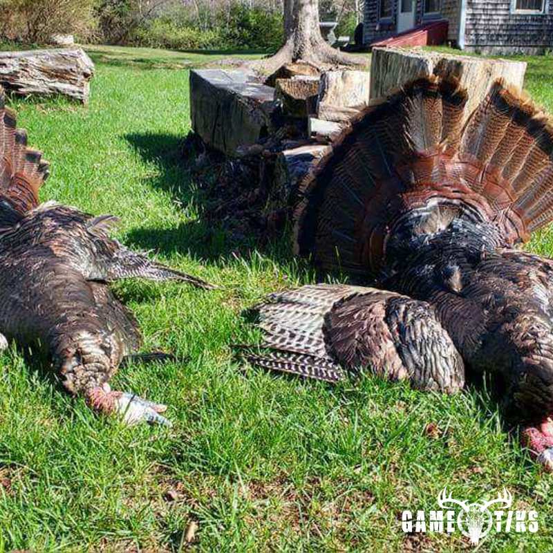 turkey harvest by Zach Harriman