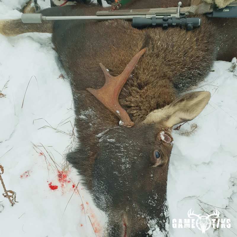 moose harvest by Isto Ojala