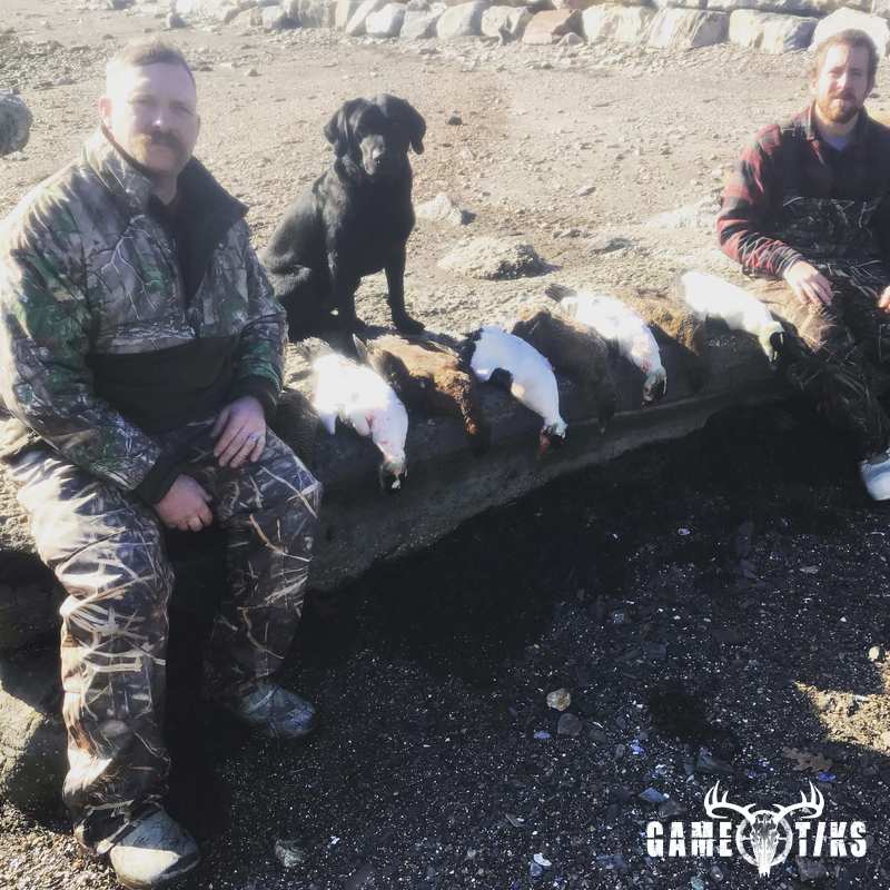 waterfowl harvest by Maine Experience Guide Service
