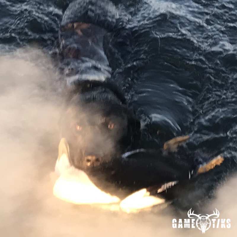 waterfowl harvest by Maine Experience Guide Service