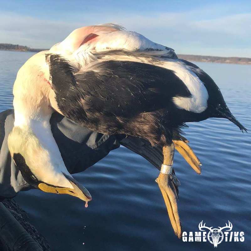 waterfowl harvest by Maine Experience Guide Service